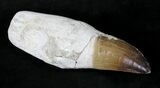 Rooted Mosasaur (Prognathodon) Tooth #19779-1